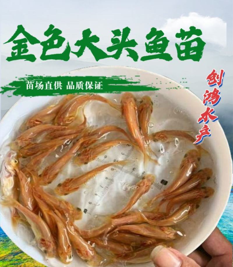 【2023新苗】金鳙鱼苗金花鲢鱼苗金大头鱼苗淡水养殖