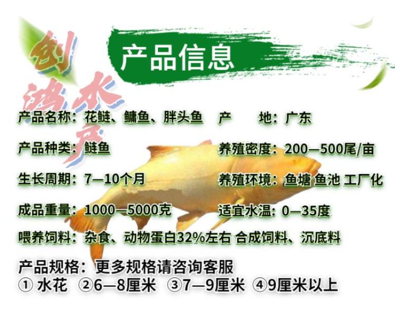 【2023新苗】金鳙鱼苗黄金花鲢鱼苗金丝大头鱼苗