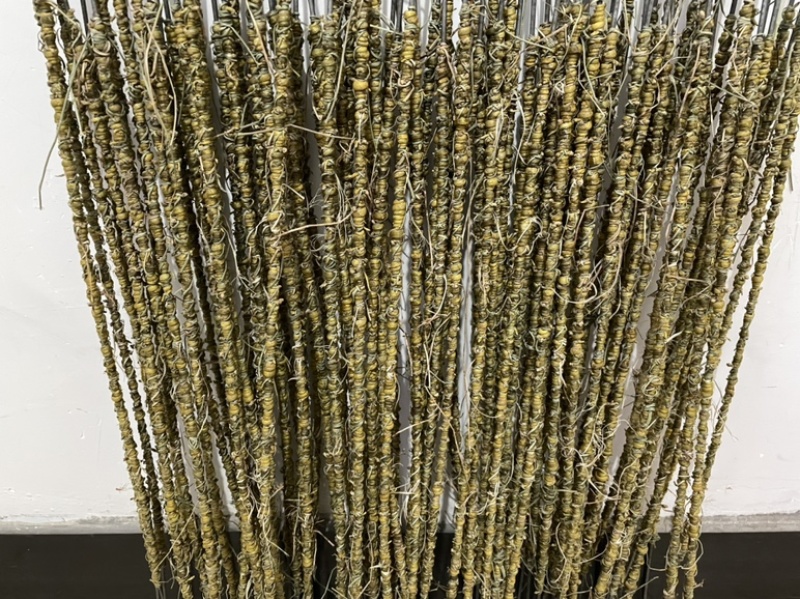 霍山米斛，霍山精品米斛，合作社自产自销，一件代发米斛