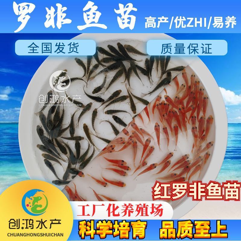 【2023新苗】罗非鱼苗高雄性罗非鱼苗新吉富罗非鱼苗