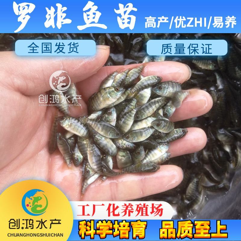 【2023新苗】罗非鱼苗高雄性罗非鱼苗新吉富罗非鱼苗