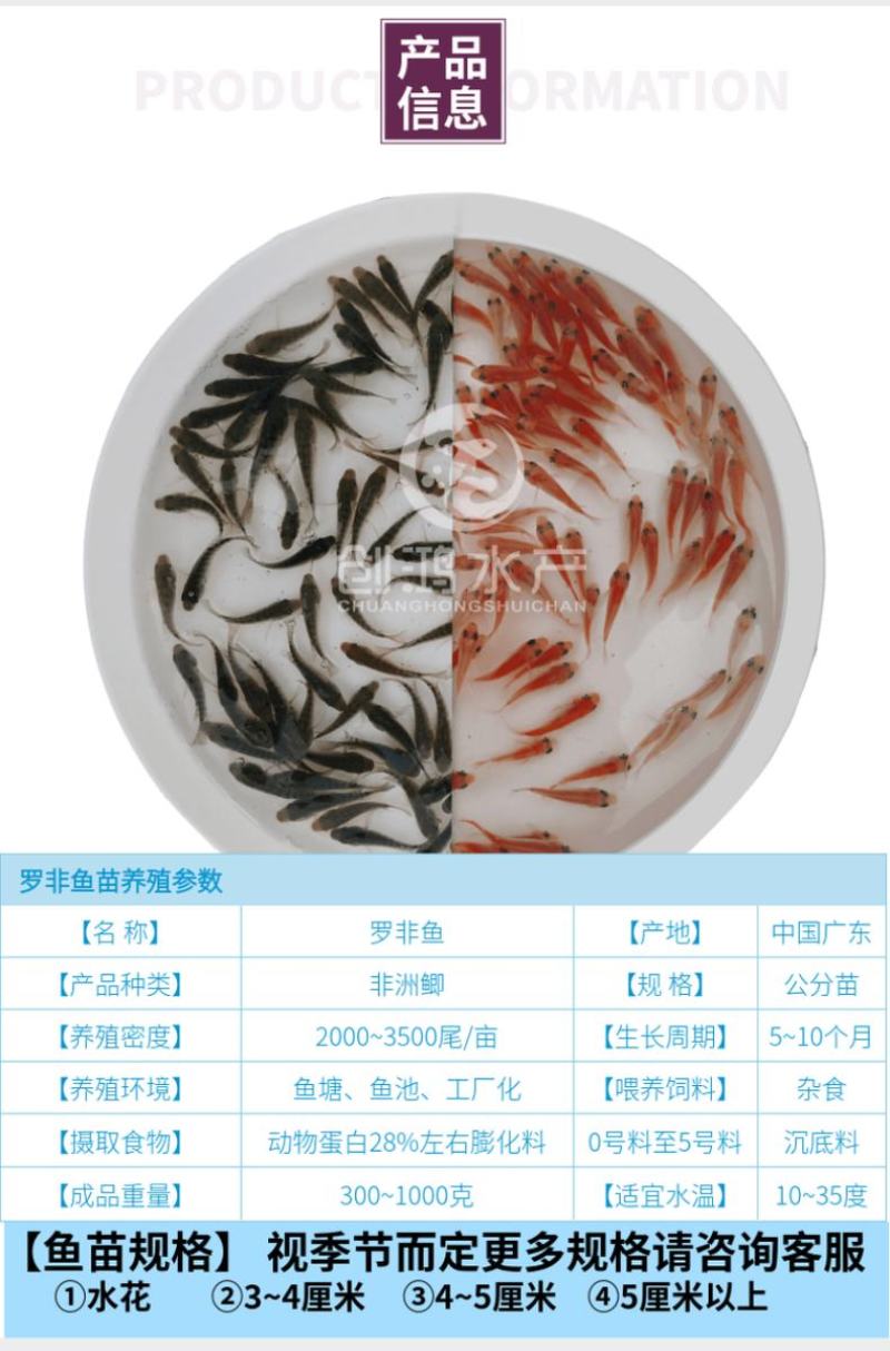 【2023新苗】罗非鱼苗高雄性罗非鱼苗新吉富罗非鱼苗