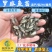 2023新苗罗非鱼苗非洲鲫鱼苗福寿鱼苗罗非水花供应