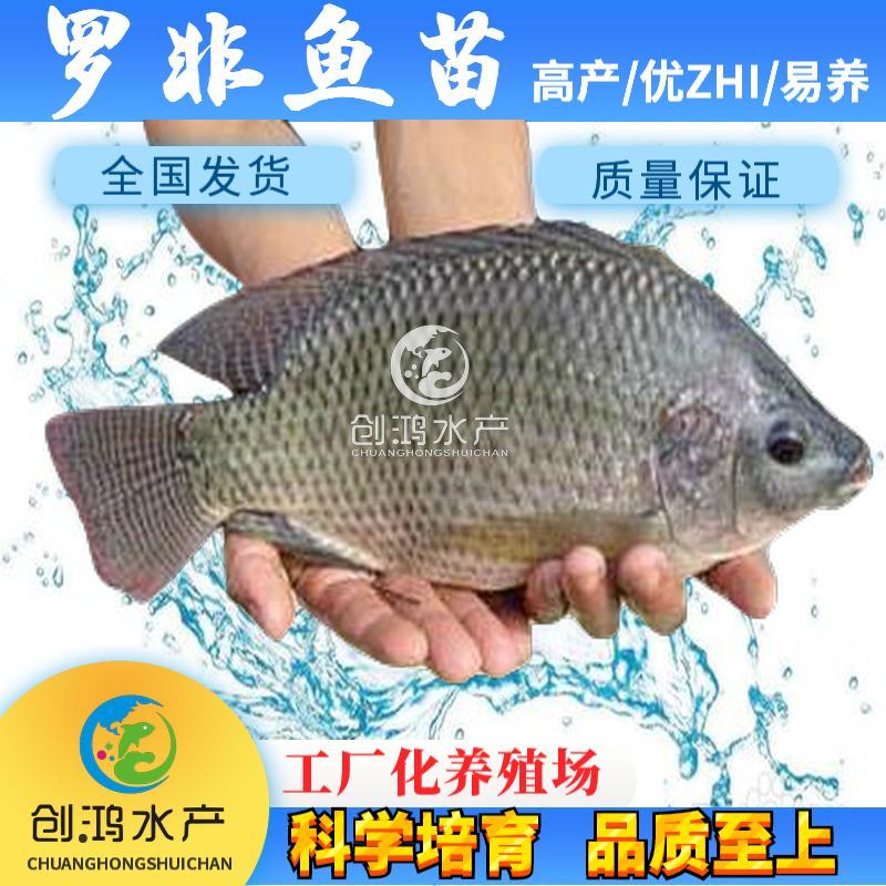 2023新苗高产快大罗非鱼苗高雄性罗非鱼苗罗非水花供应