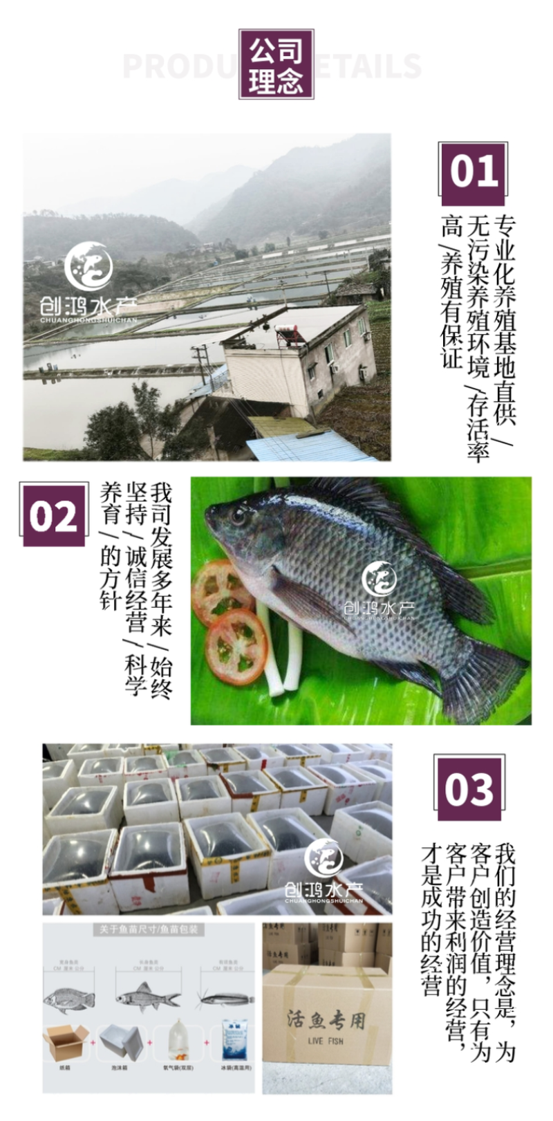 【2023新苗】罗非鱼苗高雄性罗非鱼苗新吉富罗非鱼苗