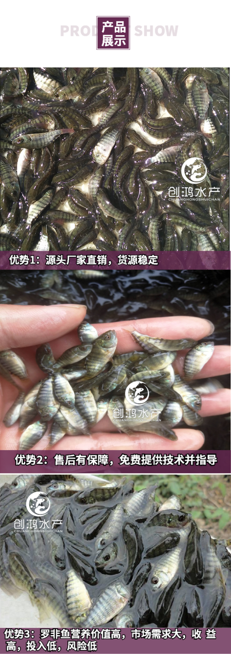 【2023新苗】罗非鱼苗高雄性罗非鱼苗新吉富罗非鱼苗