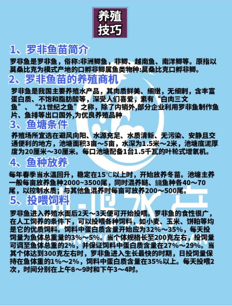 2023新苗高产快大罗非鱼苗高雄性罗非鱼苗罗非水花供应