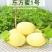 东方蜜一号台州东方蜜一号，浙江东方蜜一号