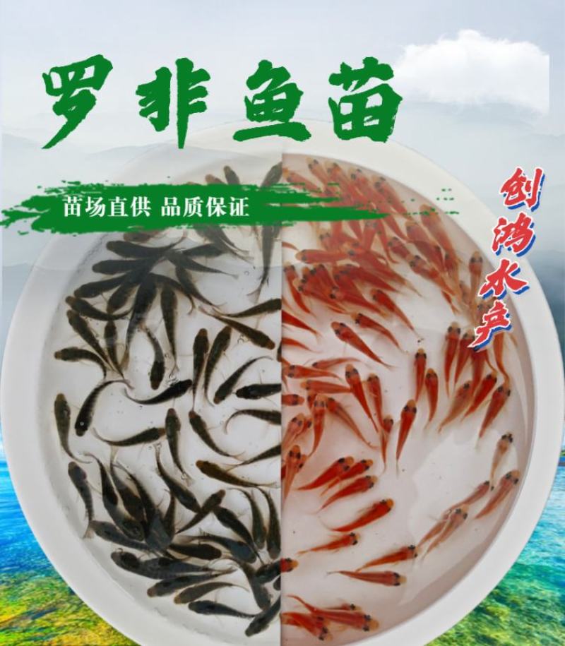【2023新苗】罗非鱼苗高雄性罗非鱼苗新吉富罗非鱼苗