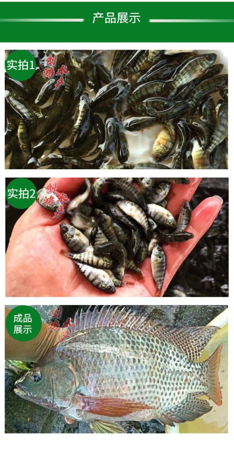 【2023新苗】罗非鱼苗高雄性罗非鱼苗新吉富罗非鱼苗