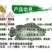 2023新苗高产快大罗非鱼苗高雄性罗非鱼苗罗非水花供应