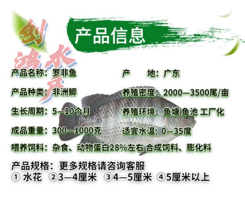 2023新苗高产快大罗非鱼苗高雄性罗非鱼苗罗非水花供应