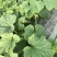东方蜜头茬瓜大量上市浙江东方蜜台州东方蜜