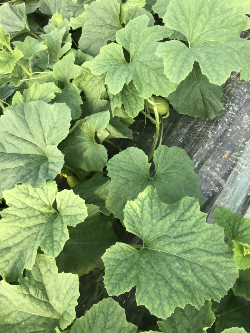 东方蜜头茬瓜大量上市浙江东方蜜台州东方蜜