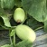 东方蜜头茬瓜大量上市浙江东方蜜台州东方蜜