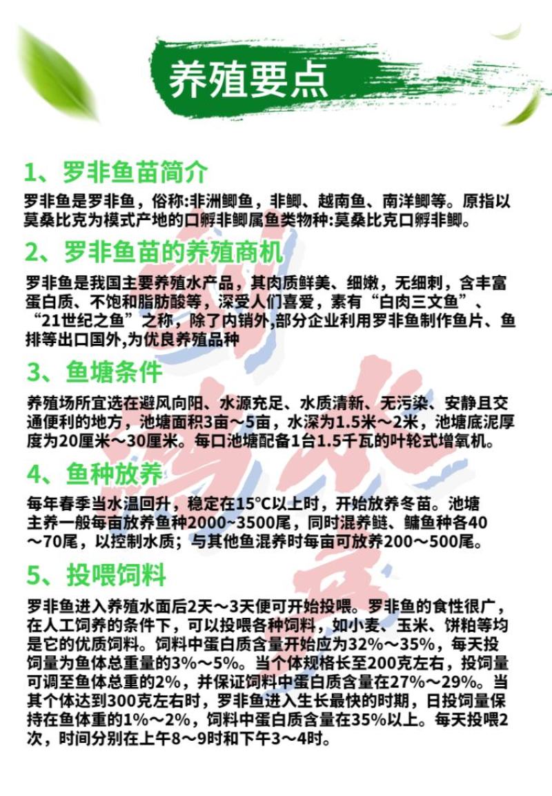 2023新苗罗非鱼苗非洲鲫鱼苗福寿鱼苗罗非水花供应