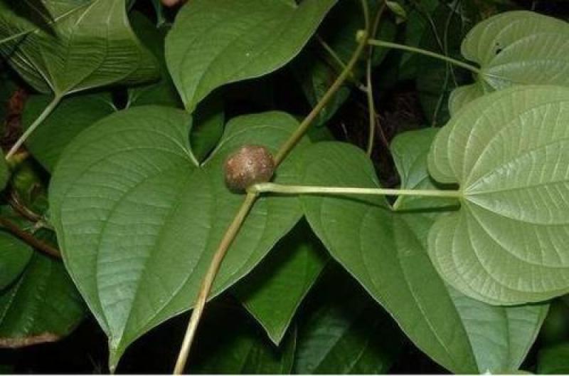 【包邮】野生黄独，黄药子根部鲜货，下单现采现发，可干货