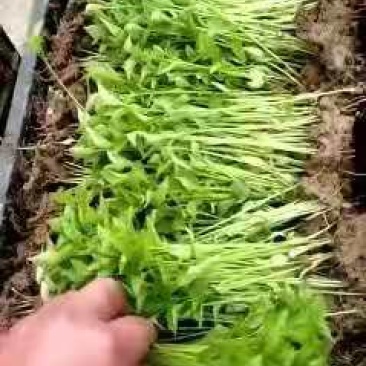 高产千斤红，根茎粗壮，抗病，抗倒，抗重茬！！