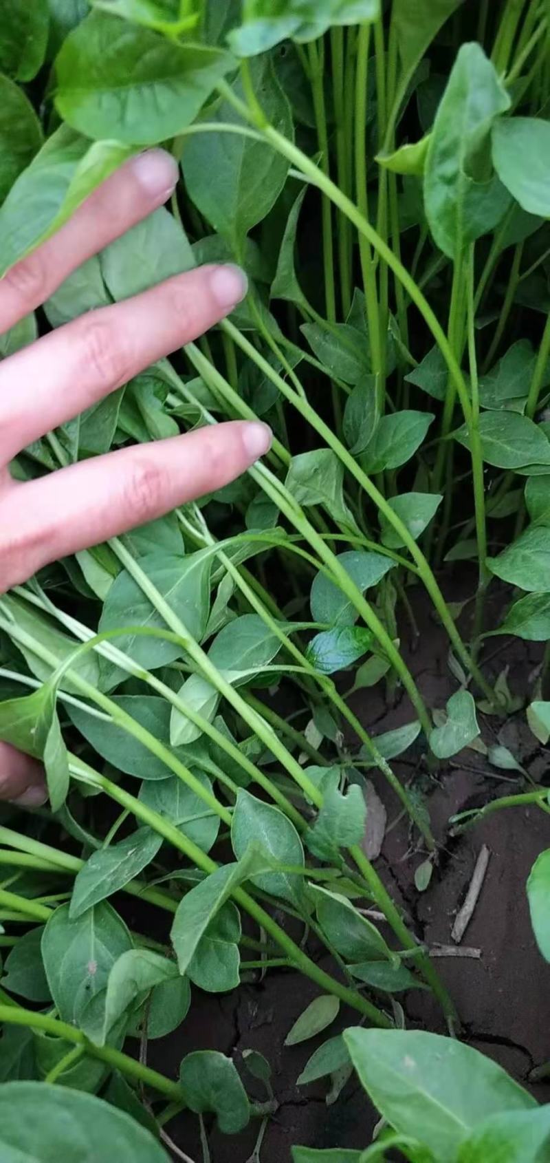 高产千斤红，根茎粗壮，抗病，抗倒，抗重茬！！