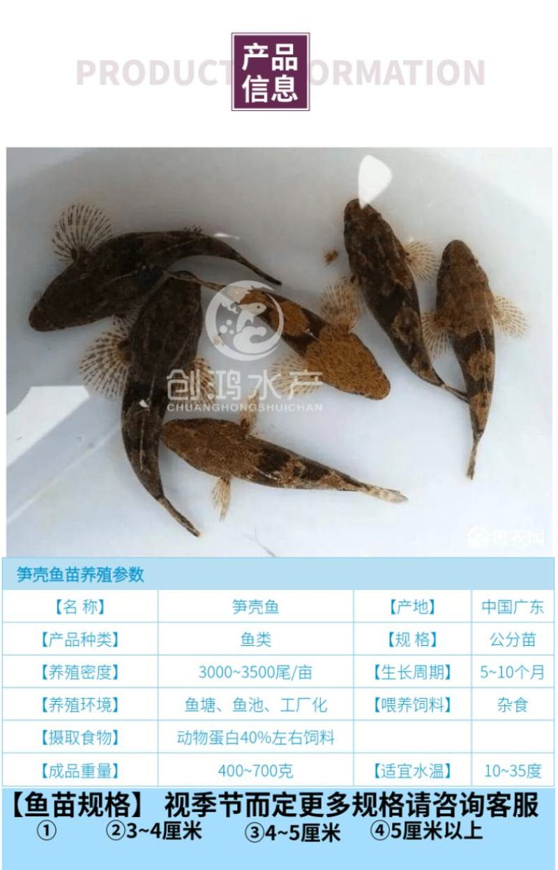 2023新苗优质笋壳鱼苗泰国笋壳鱼苗杂交笋壳鱼苗