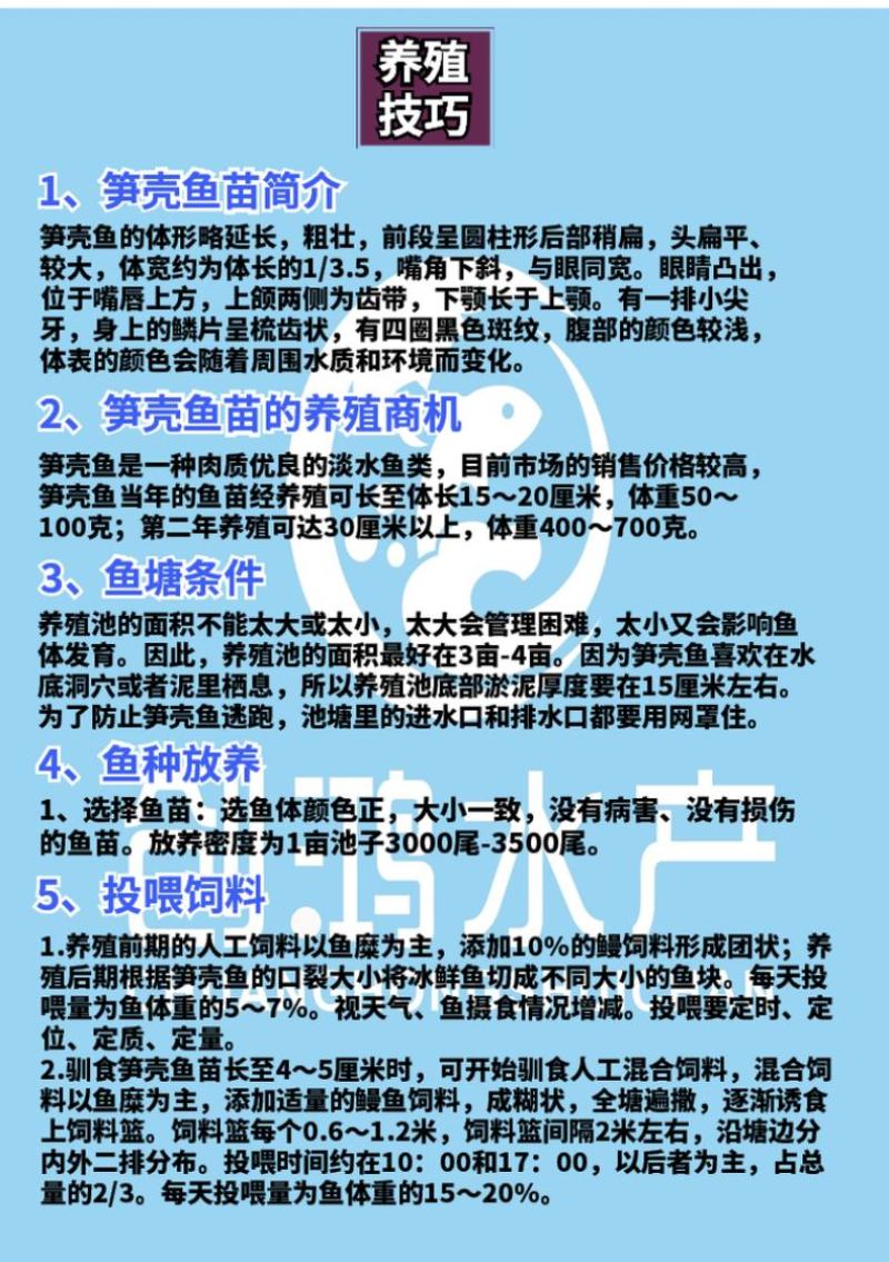 2023新苗优质笋壳鱼苗泰国笋壳鱼苗杂交笋壳鱼苗