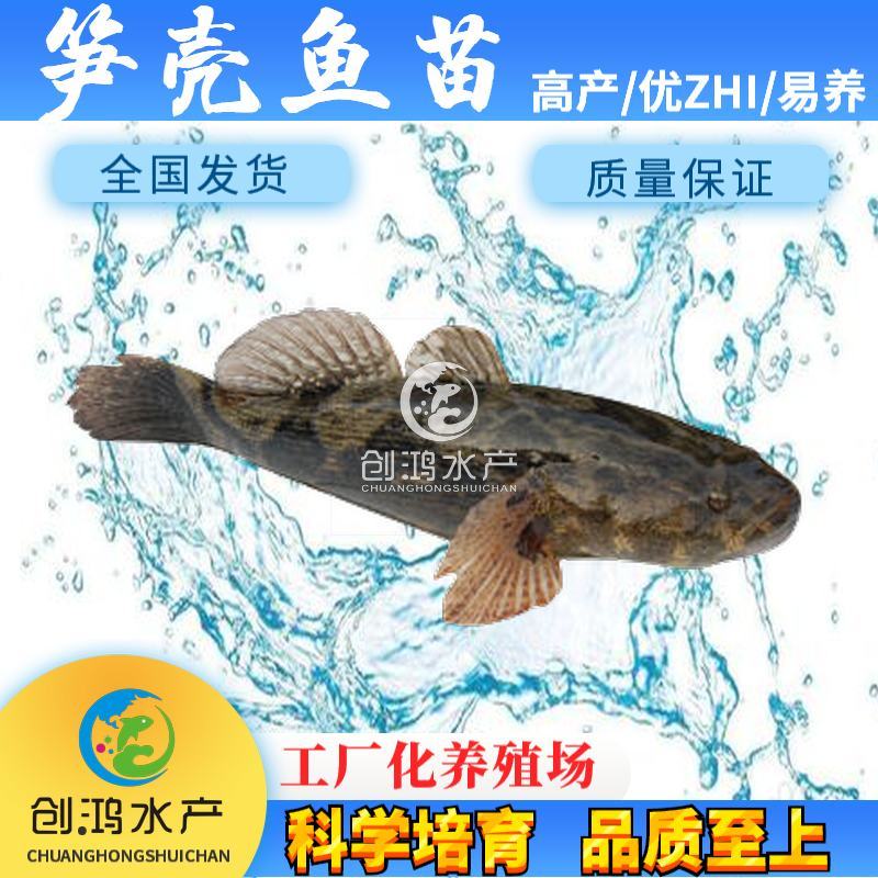 【2023新苗】泰国笋壳鱼苗杂交笋壳鱼苗云斑尖塘鳢