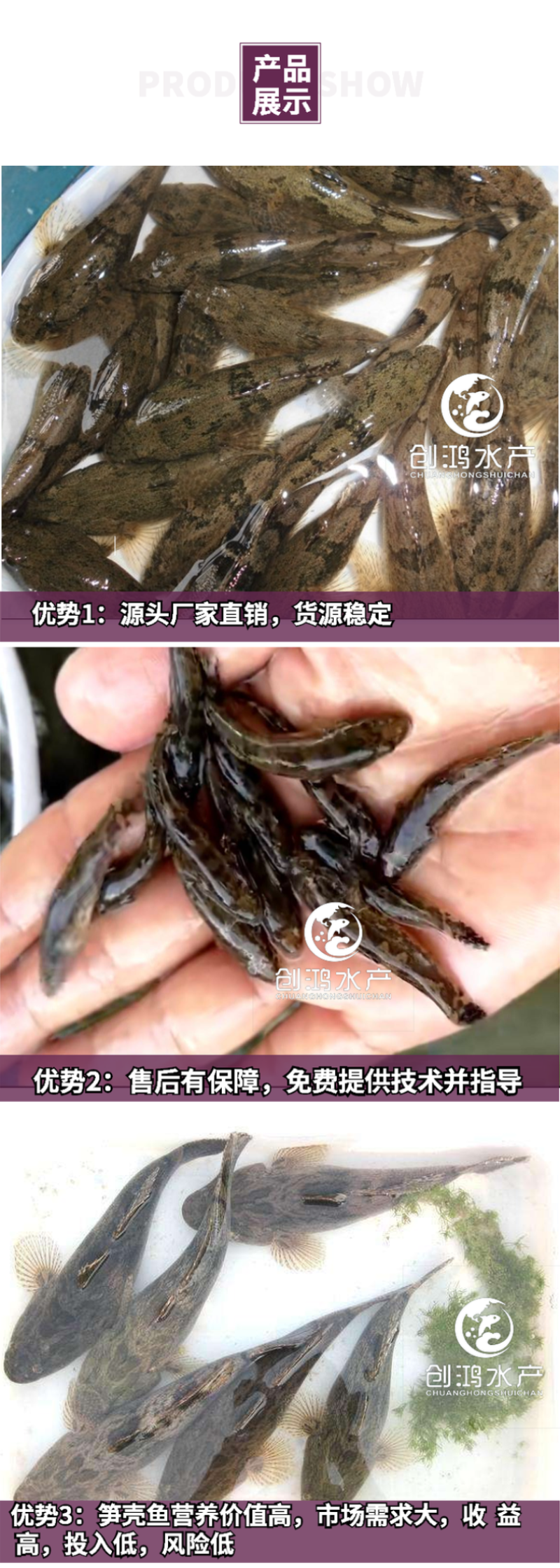 2023新苗优质笋壳鱼苗泰国笋壳鱼苗杂交笋壳鱼苗