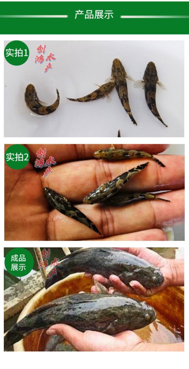 2023新苗优质笋壳鱼苗泰国笋壳鱼苗杂交笋壳鱼苗