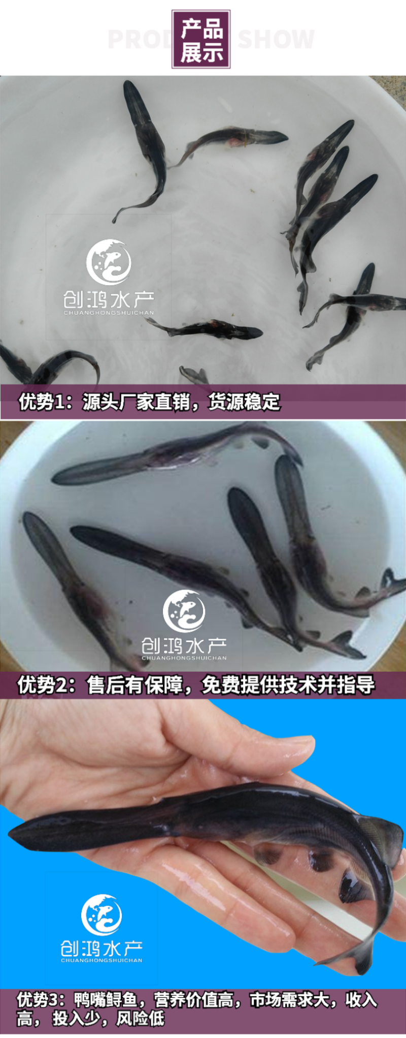 【2023新苗】优质鸭嘴鲟鱼苗鸭嘴鱼苗美国匙吻鲟鱼苗