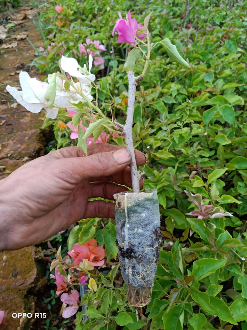 三角梅种苗双色红心樱花云南昆明产地直供