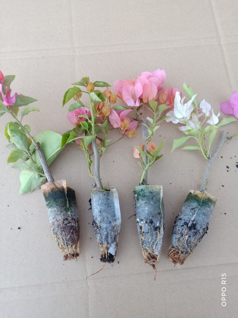 三角梅种苗双色红心樱花云南昆明产地直供