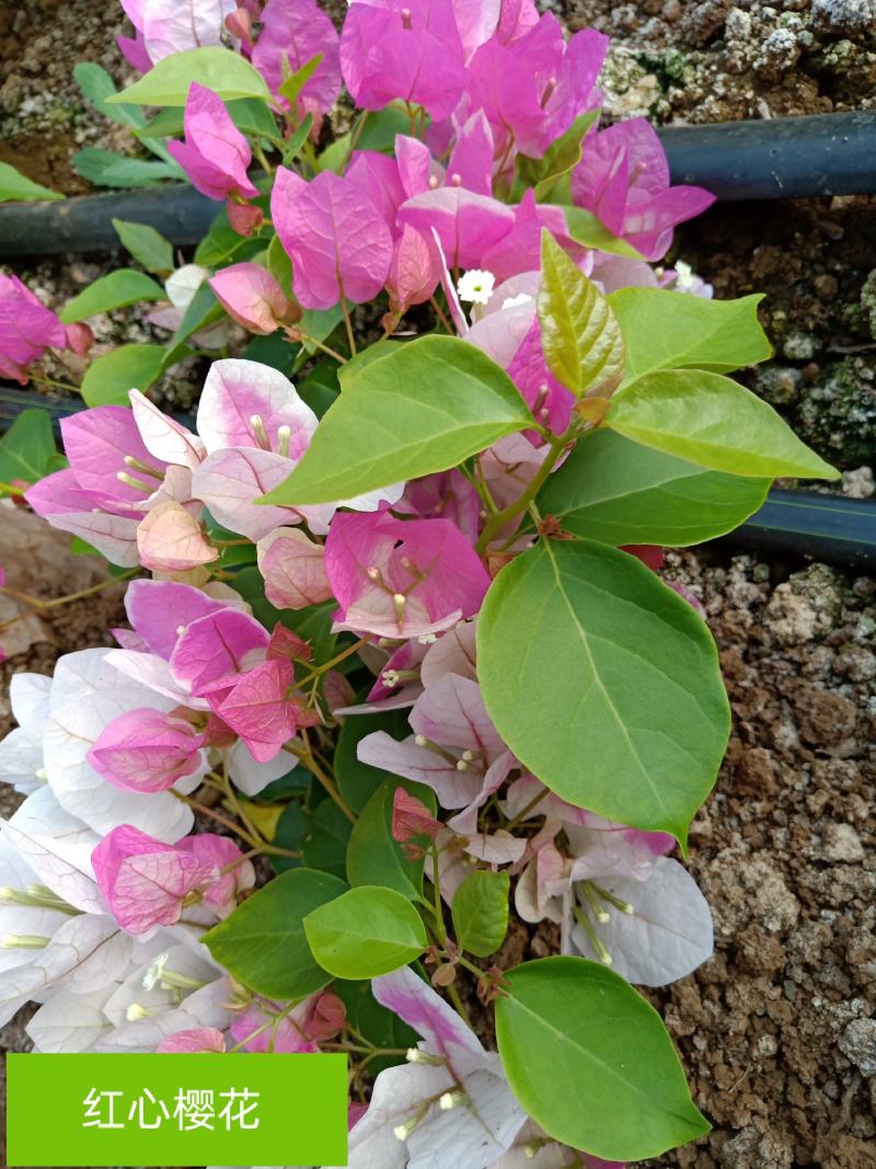 三角梅种苗双色红心樱花云南昆明产地直供
