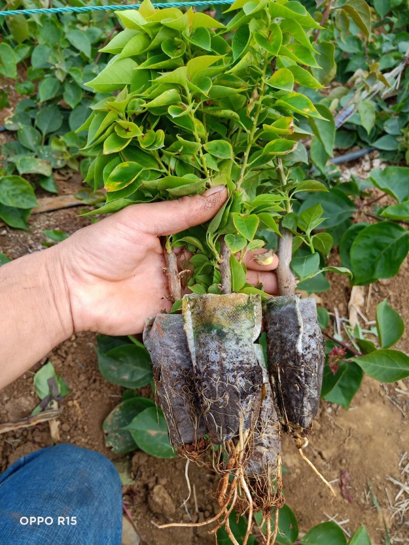 三角梅种苗双色红心樱花云南昆明产地直供