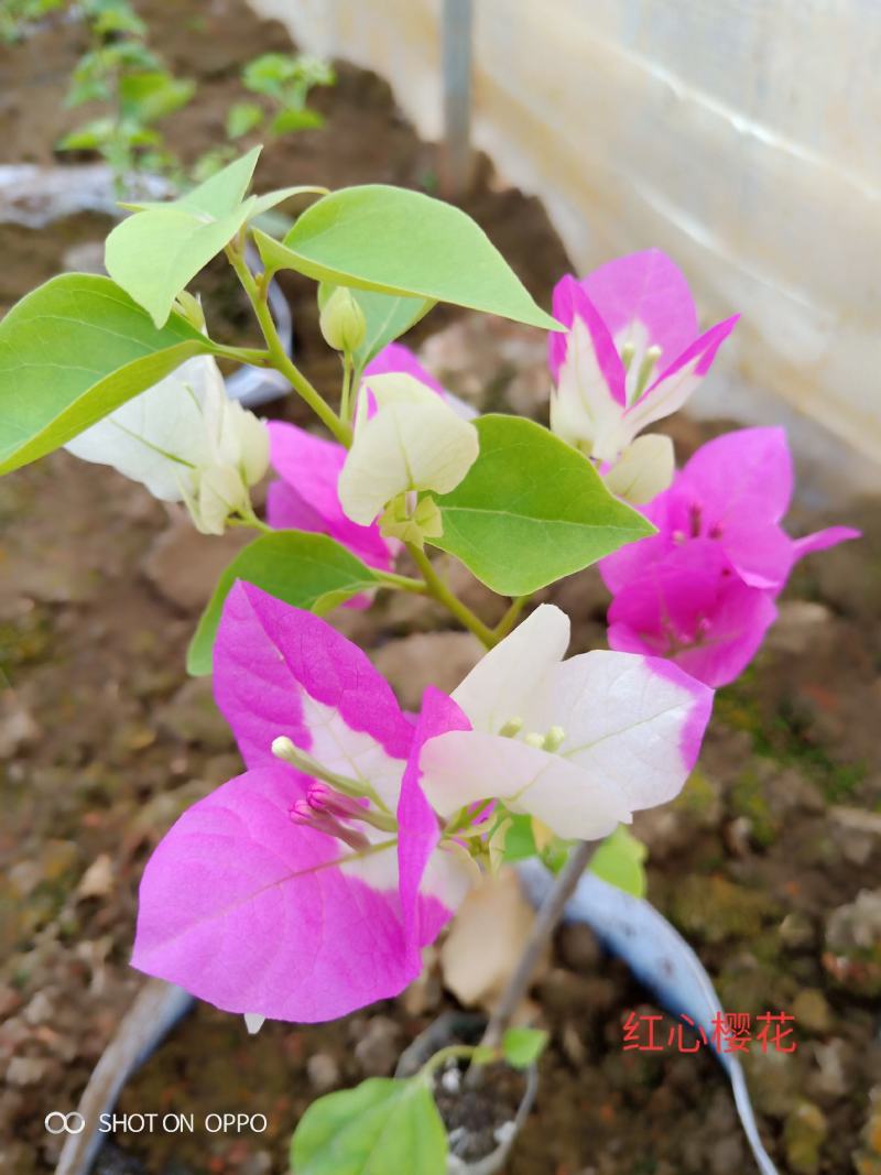 三角梅种苗双色红心樱花云南昆明产地直供
