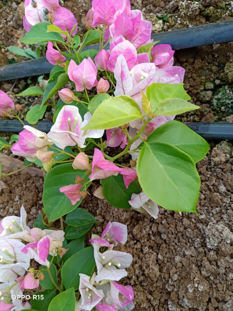 三角梅种苗双色红心樱花云南昆明产地直供