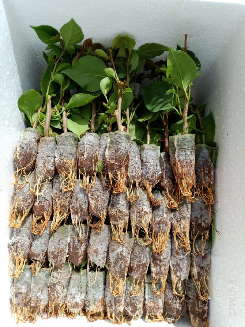 三角梅种苗双色红心樱花云南昆明产地直供