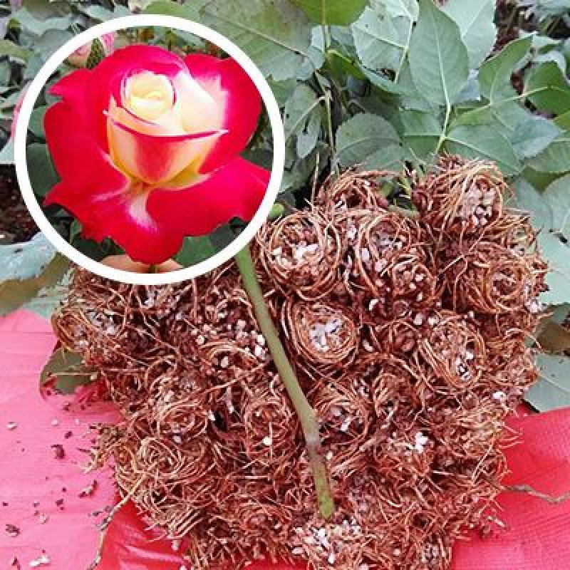 花卉种苗云南月季苗红双喜盆栽绿化工程苗