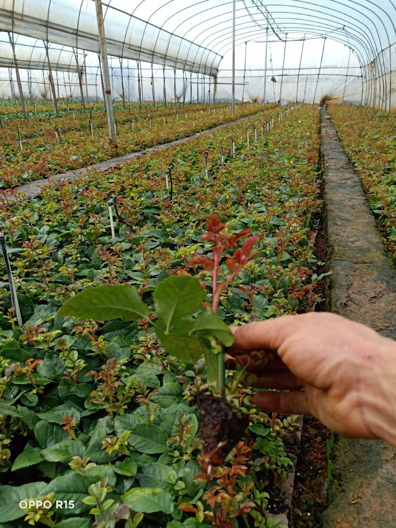 花卉种苗云南月季苗红双喜盆栽绿化工程苗