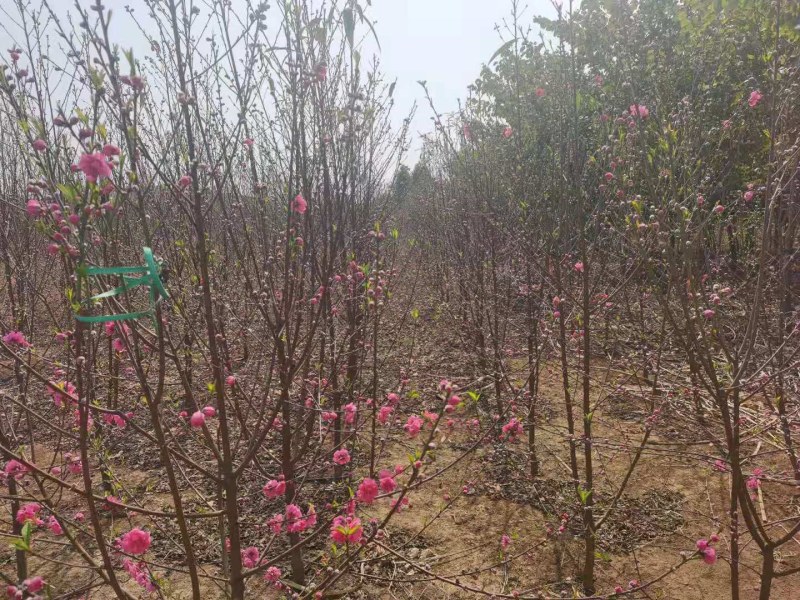 碧桃大量出售3公分，4公分量大更优惠