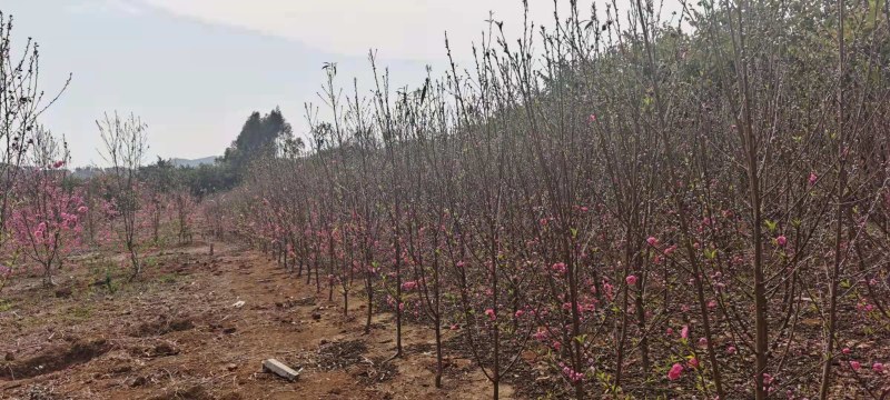 碧桃大量出售3公分，4公分量大更优惠