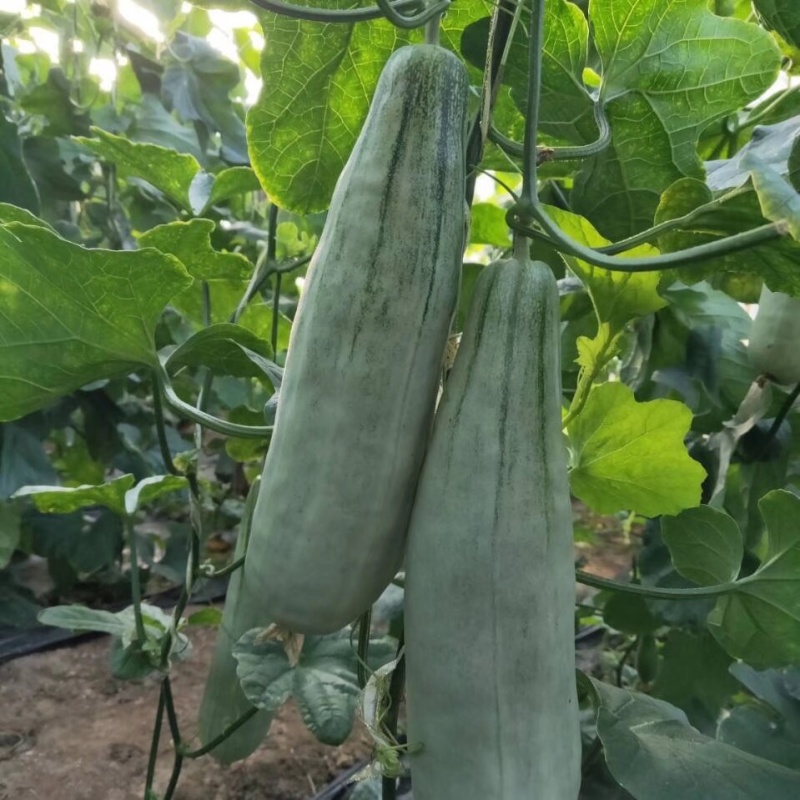 羊角蜜甜瓜山东寿光脆甜多汁自产自销产地直供