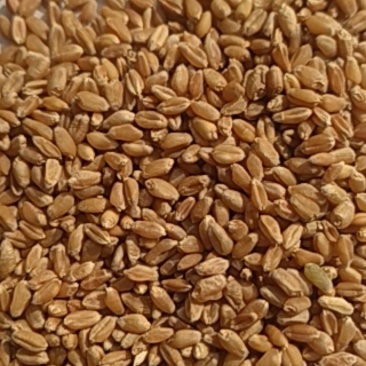 富硒小麦（北方优质小麦）