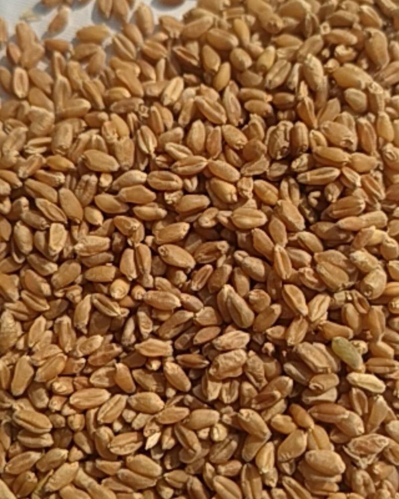 富硒小麦（北方优质小麦）