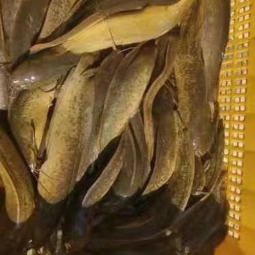 本地塘角鱼，2万多斤，三两装，鱼儿健康