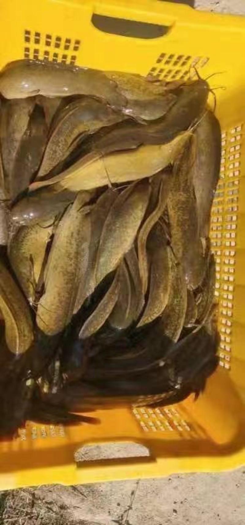 本地塘角鱼，2万多斤，三两装，鱼儿健康