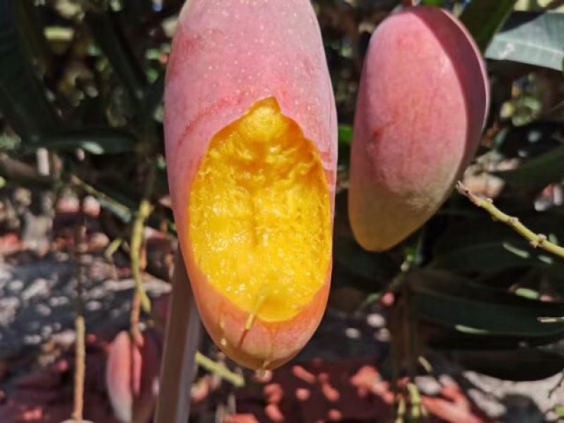 【聚划算】海南贵妃芒红金龙芒果一件代发批发平台代发