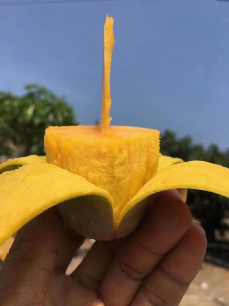 【聚划算】海南贵妃芒红金龙芒果一件代发批发平台代发