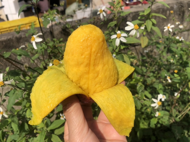【聚划算】海南贵妃芒红金龙芒果一件代发批发平台代发