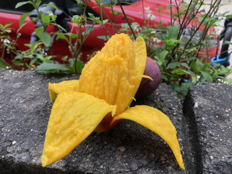 【聚划算】海南贵妃芒红金龙芒果一件代发批发平台代发