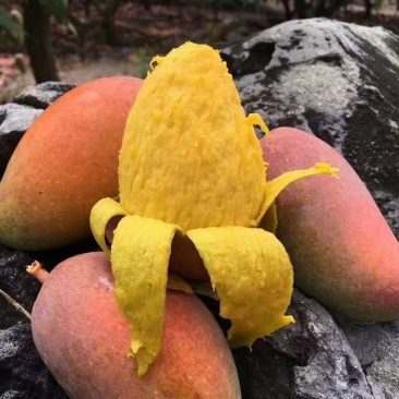 【聚划算】海南贵妃芒红金龙芒果一件代发批发平台代发